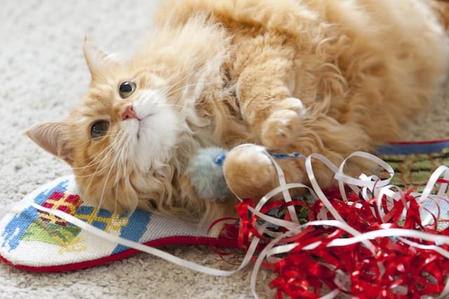 Christmas Bug