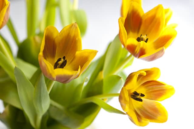 Nine Fresh Spring Recipes Nine Fresh Spring Recipes