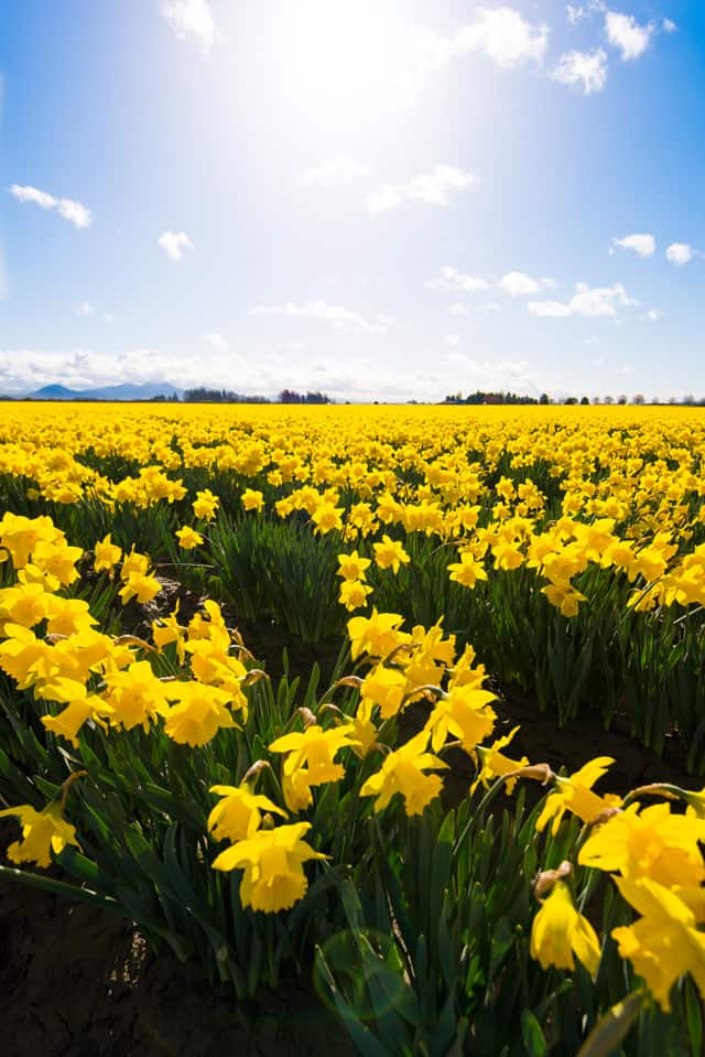 Exploring Washington: Skagit Valley Daffodil Fields Skagit Tulip Fields