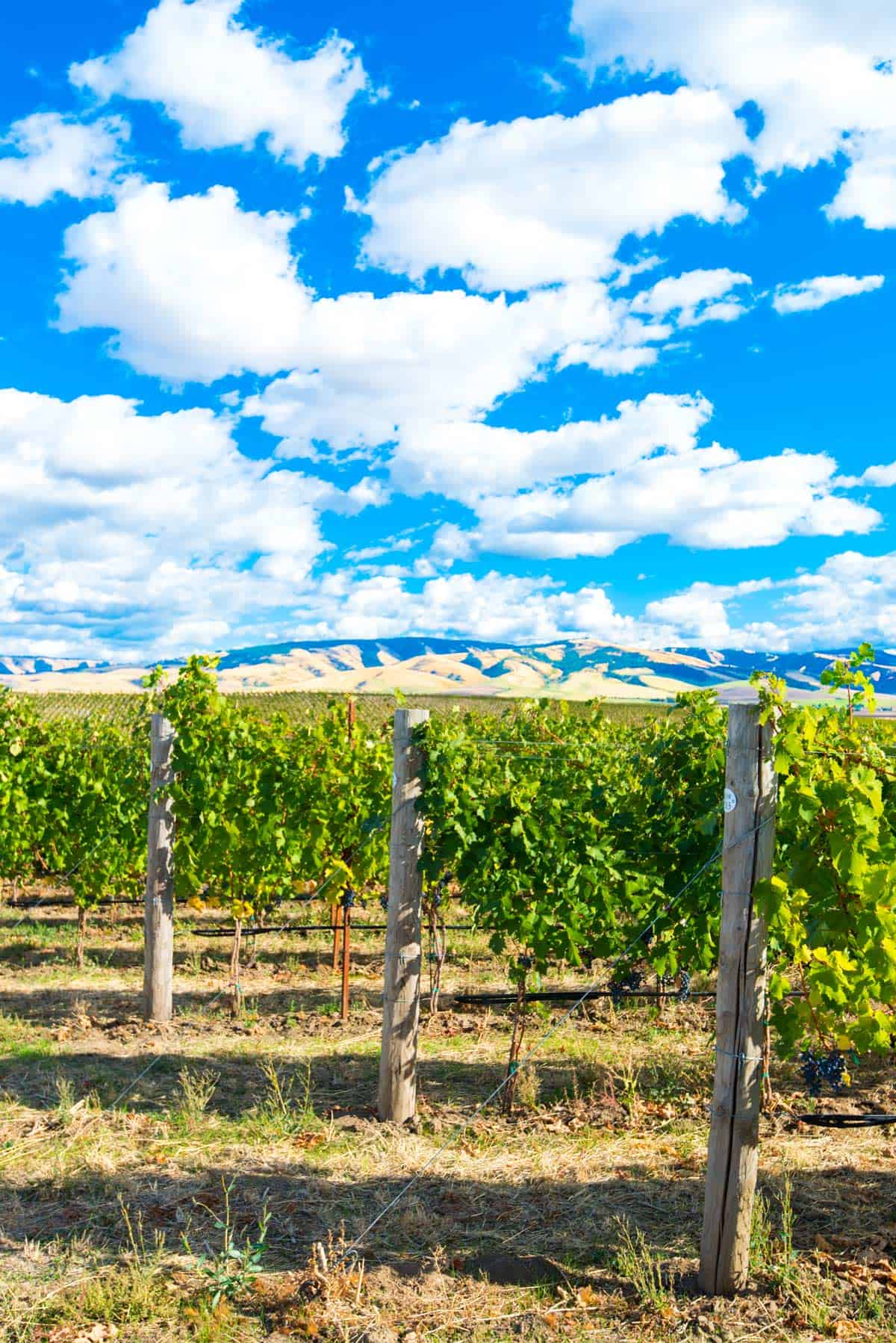 Gorgeous Views from Tranche Cellars, Walla Walla Wineries