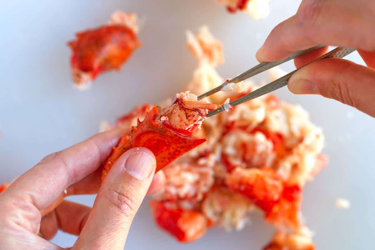 Pulling lobster knuckle meat out of the shells