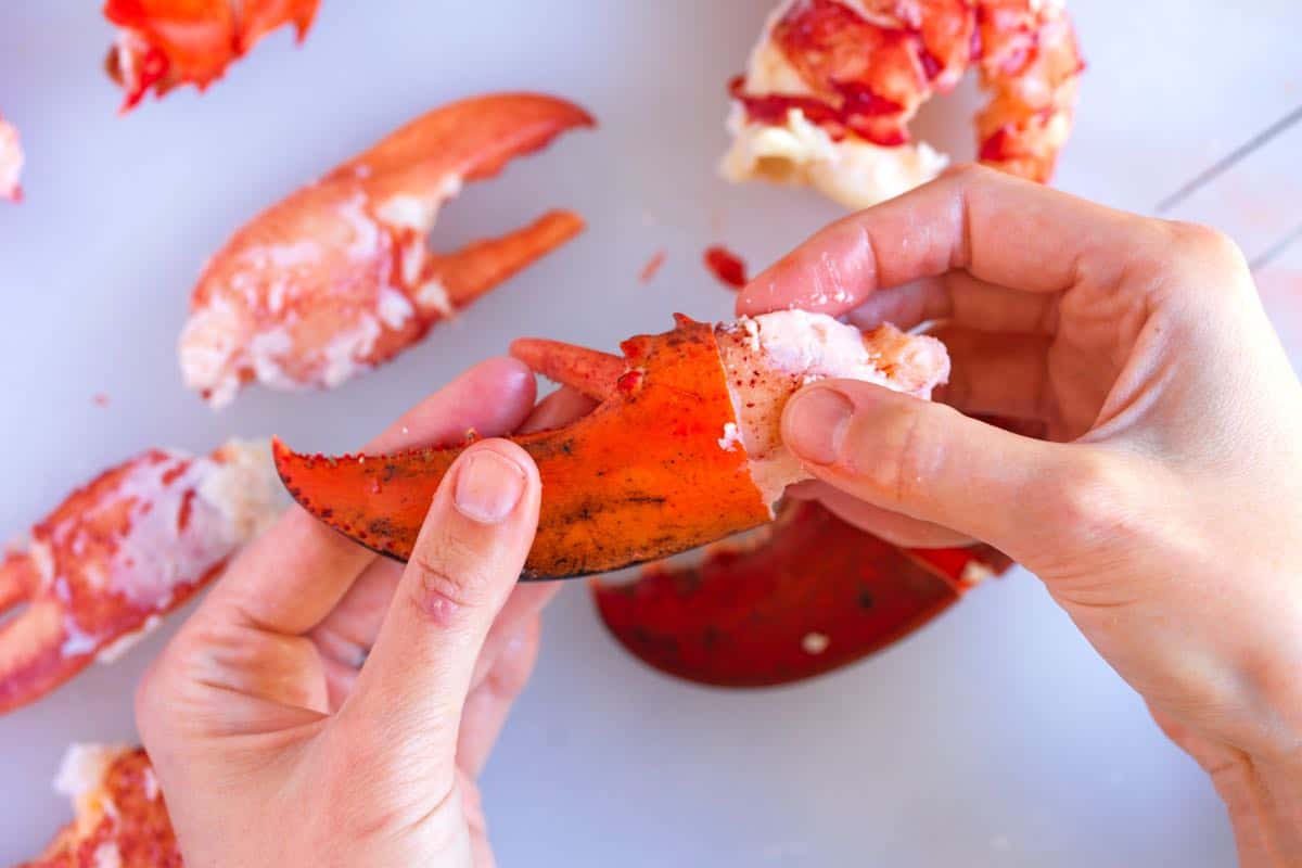 Removing claw meat from lobsters
